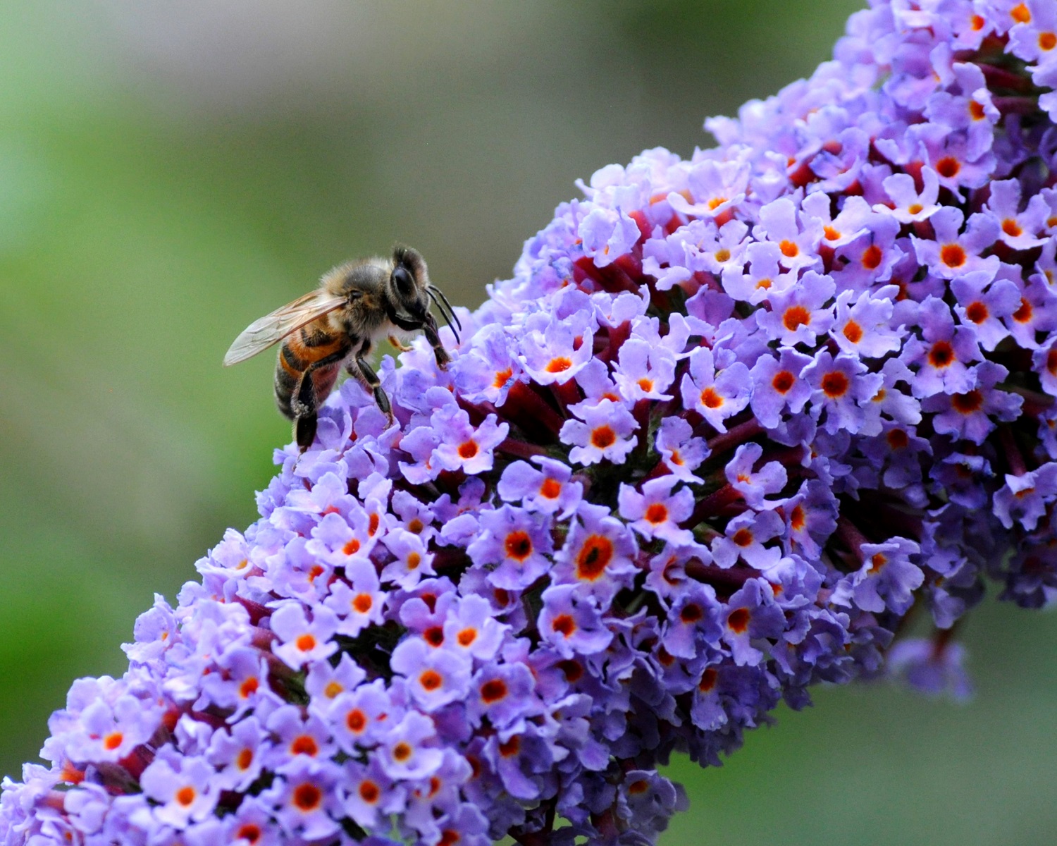 Attracting Australian Native Bees To Your Garden | Fasci Garden